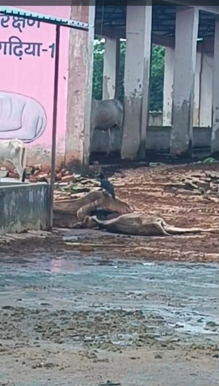 गौ संरक्षण केंद्र में संरक्षण पर सवाल!