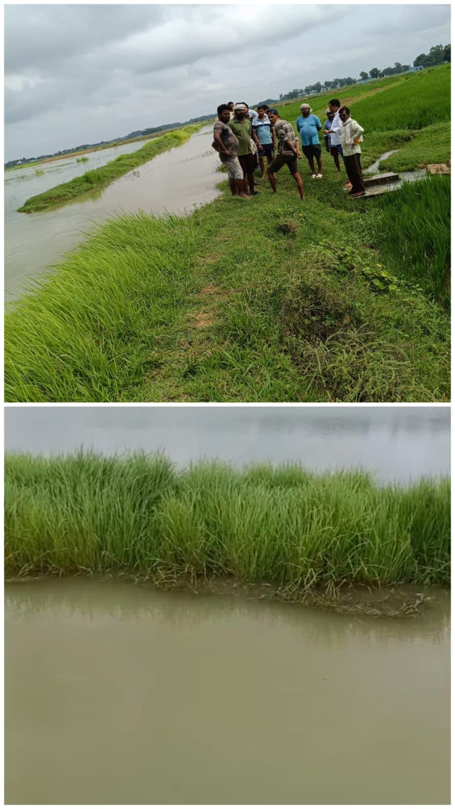 राप्ती माइनर का बांध टूटा, सैकड़ों बीघा धान जलमग्न